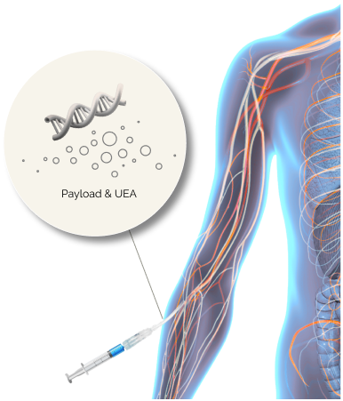Therapeutic Ultrasound