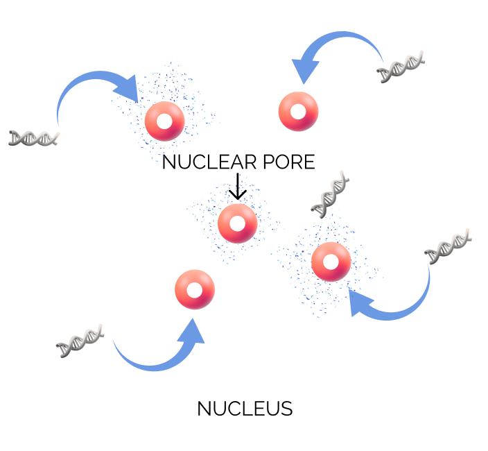 Therapeutic Ultrasound